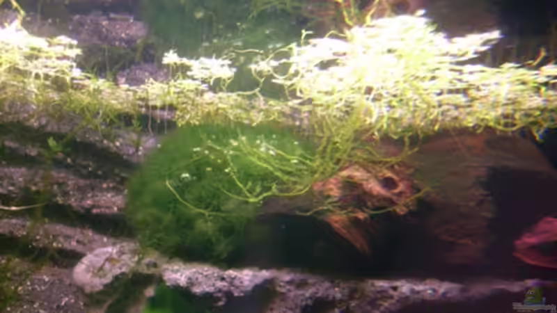 Dekoration im Aquarium Frogtopia von Lisa. (8)