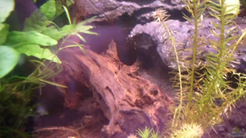 Dekoration im Aquarium Frogtopia von Lisa. (9)