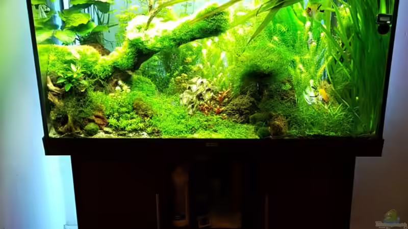 Dekoration im Aquarium Gaja von Sebastian Hartmann (52)