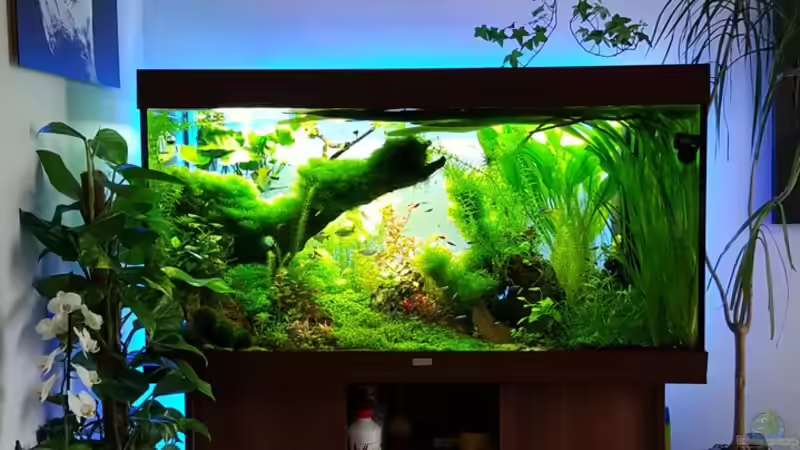 Dekoration im Aquarium Gaja von Sebastian Hartmann (53)