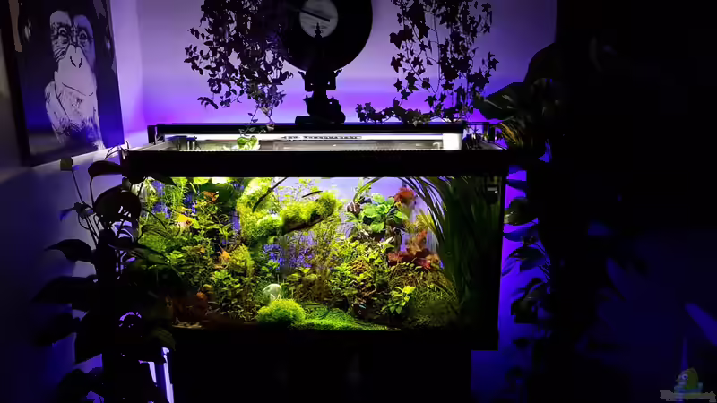 Dekoration im Aquarium Gaja von Sebastian Hartmann (56)