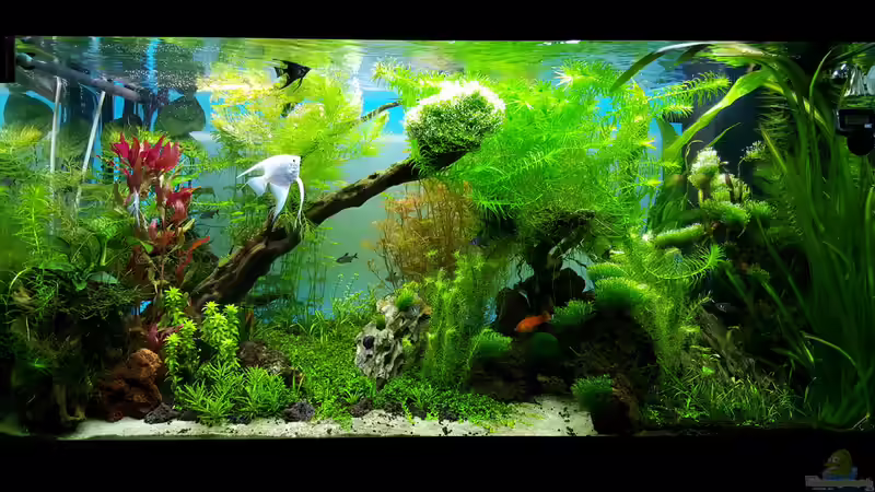 Dekoration im Aquarium Gaja von Sebastian Hartmann (67)