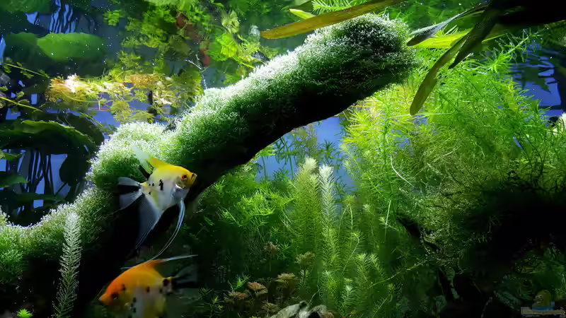 Dekoration im Aquarium Gaja von Sebastian Hartmann (75)