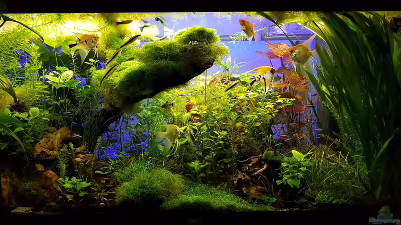 Dekoration im Aquarium Gaja von Sebastian Hartmann (94)