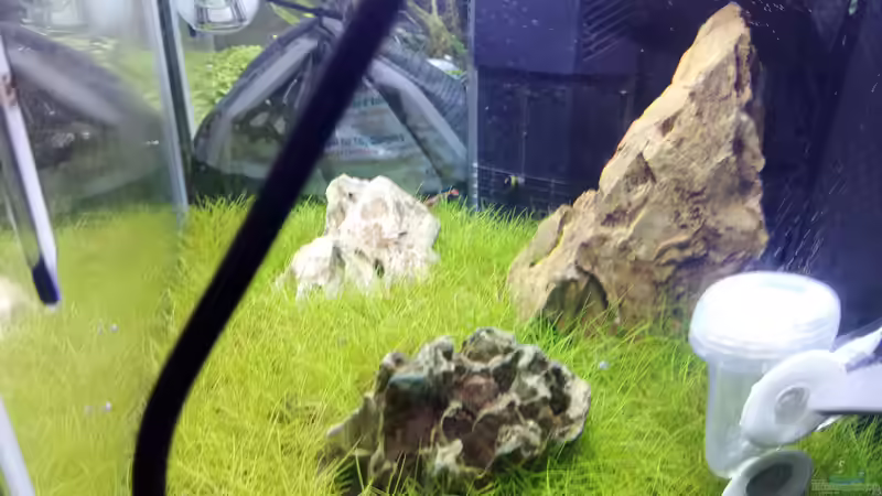 Dekoration im Aquarium Garnelen - Iwagumi von Torsten Bullmahn (12)