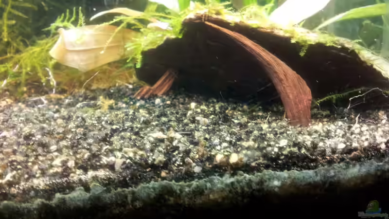 Dekoration im Aquarium Garnelen Becken (gibt es nicht mehr) von Kaddi (4)