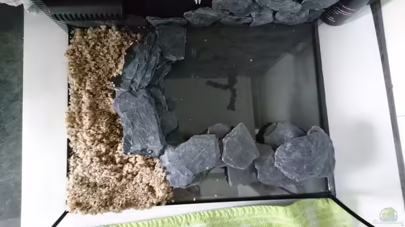 Dekoration im Aquarium Garnelen Becken in der Küche von Inuki (10)