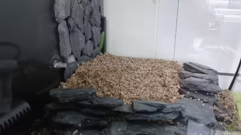 Dekoration im Aquarium Garnelen Becken in der Küche von Inuki (11)