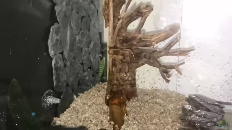 Dekoration im Aquarium Garnelen Becken in der Küche von Inuki (12)