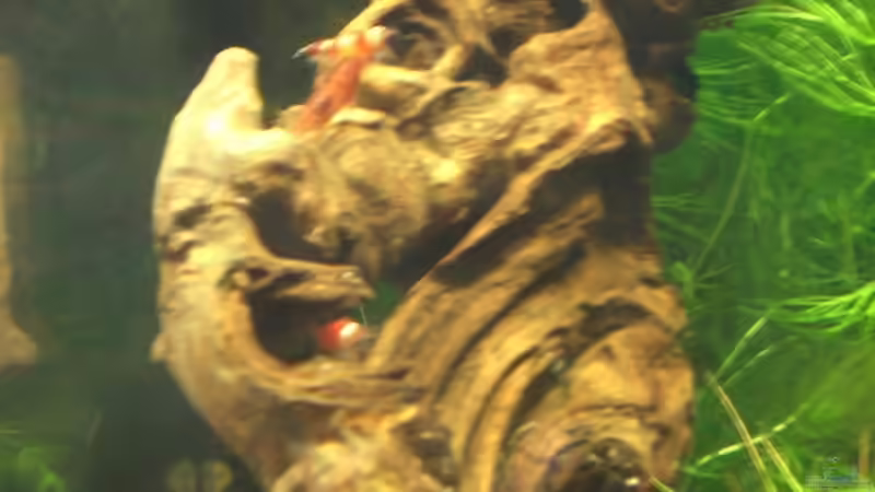 Dekoration im Aquarium Garnelen von Basstard (4)