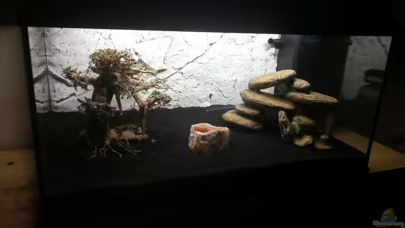 Dekoration im Aquarium Garnelenbecken von Sprutz1973 (14)