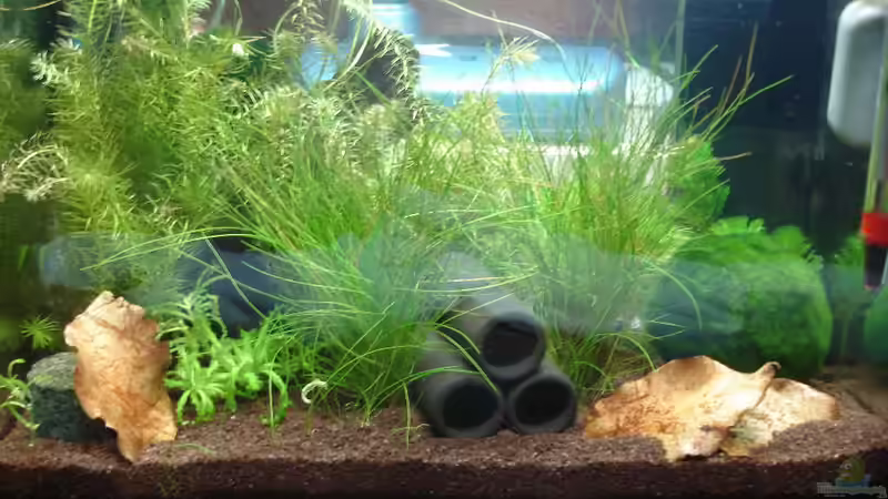 Dekoration im Aquarium Garnelenbecken von Timo10 (6)