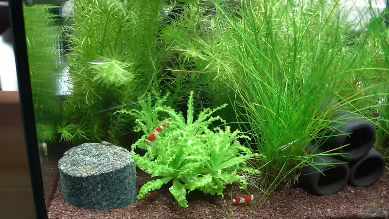 Dekoration im Aquarium Garnelenbecken von Timo10 (8)