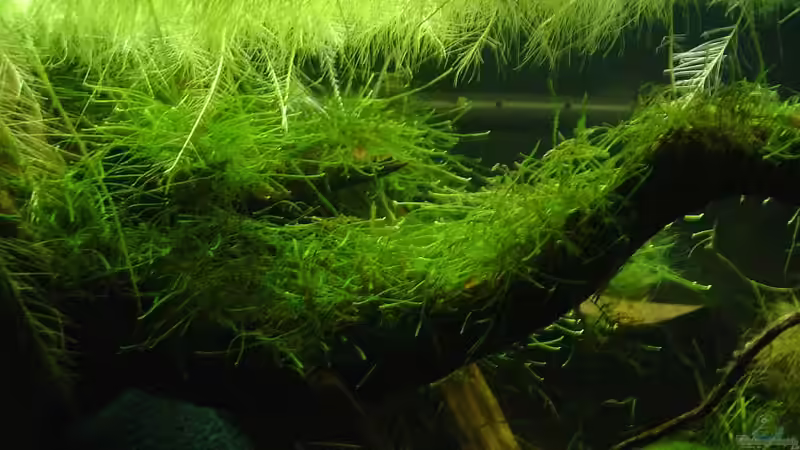 Dekoration im Aquarium Garneleninsel von Die Juli (12)