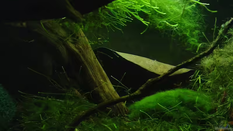 Dekoration im Aquarium Garneleninsel von Die Juli (13)