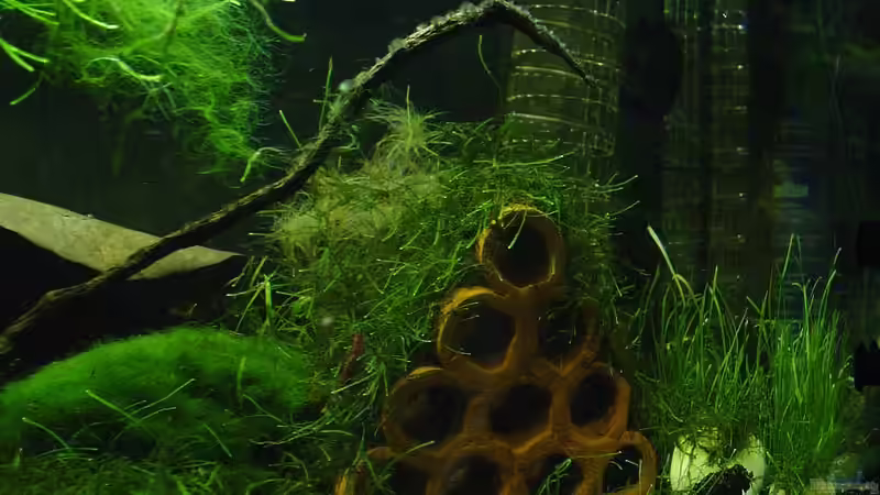 Dekoration im Aquarium Garneleninsel von Die Juli (14)