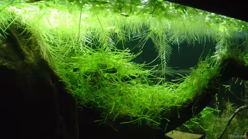 Dekoration im Aquarium Garneleninsel von Die Juli (15)