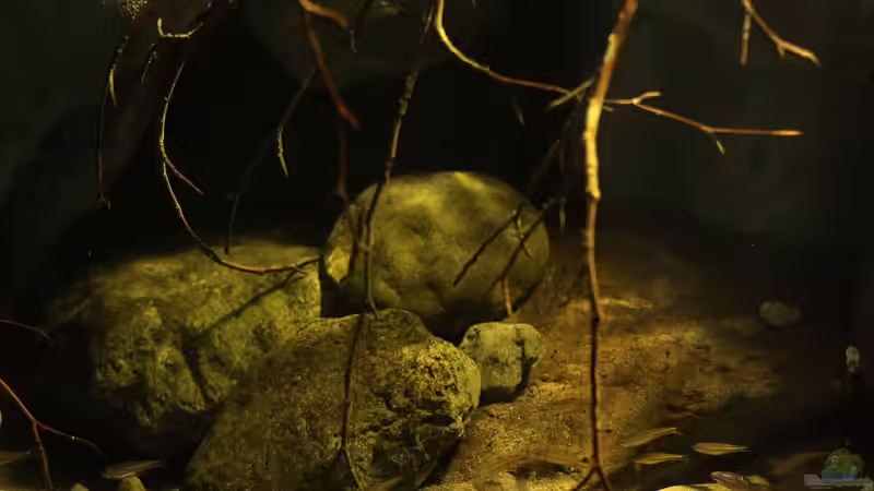 Dekoration im Aquarium Gebirgsbach Paludarium von Zigermandli (3)