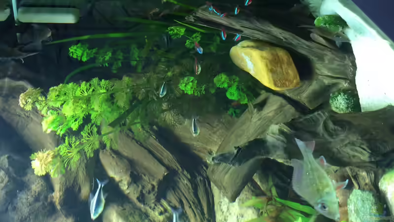 Dekoration im Aquarium Geophagus Proximus von Captain Gü (28)