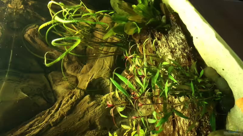 Dekoration im Aquarium Geophagus Proximus von Captain Gü (29)