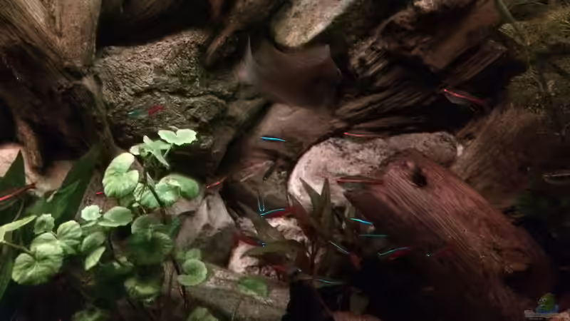 Dekoration im Aquarium Geophagus Proximus von Captain Gü (30)