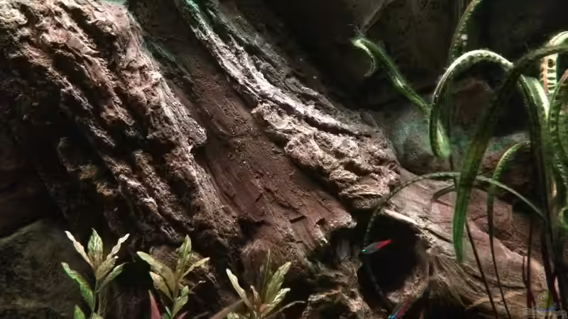 Dekoration im Aquarium Geophagus Proximus von Captain Gü (31)