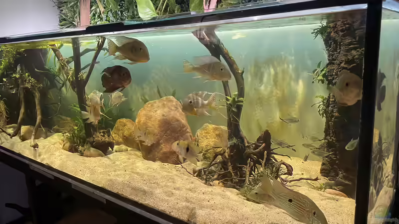 Dekoration im Aquarium Geophagus von JonnyGranato (3)