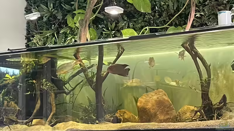 Dekoration im Aquarium Geophagus von JonnyGranato (4)