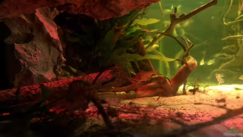 Dekoration im Aquarium Gesellschafftsbecken Südamerika(nur noch als Bsp.) von Biffty (48)