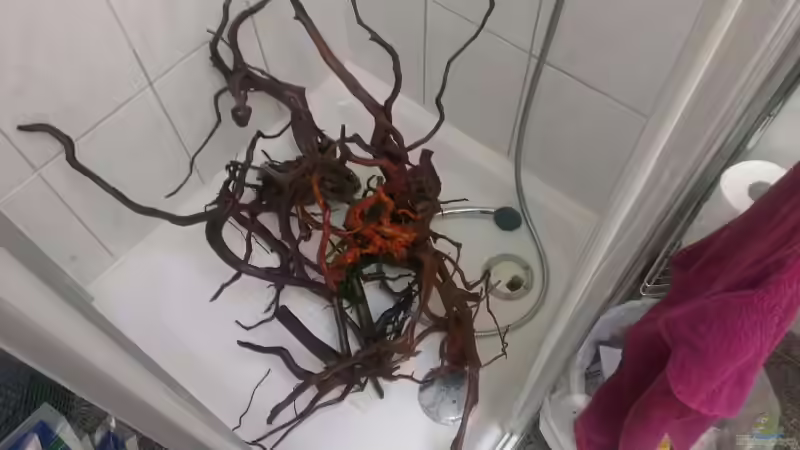 Dekoration im Aquarium Gesellschafftsbecken Südamerika(nur noch als Bsp.) von Biffty (50)