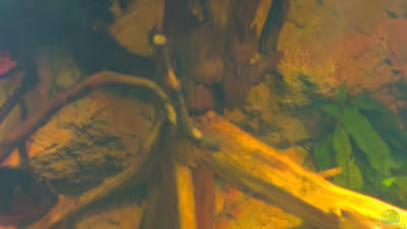 Dekoration im Aquarium Gesellschafftsbecken Südamerika(nur noch als Bsp.) von Biffty (51)