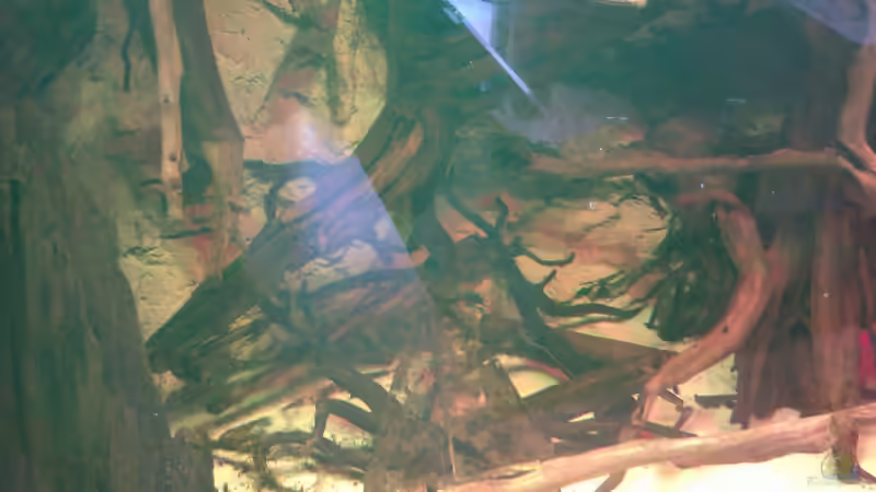 Dekoration im Aquarium Gesellschafftsbecken Südamerika(nur noch als Bsp.) von Biffty (52)