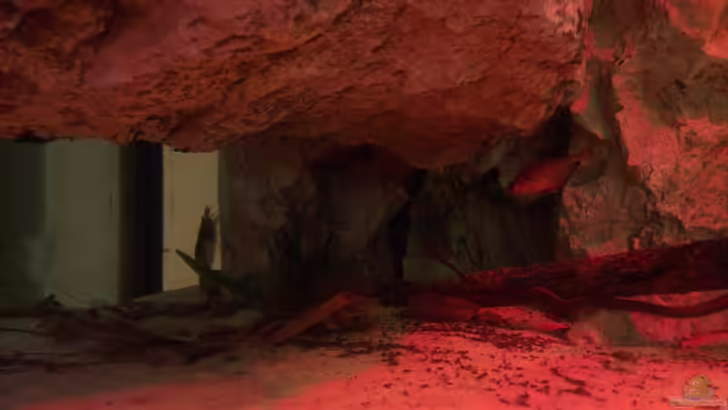 Dekoration im Aquarium Gesellschafftsbecken Südamerika(nur noch als Bsp.) von Biffty (53)