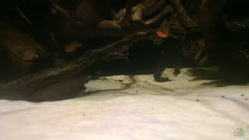 Dekoration im Aquarium Gesellschafftsbecken Südamerika(nur noch als Bsp.) von Biffty (54)