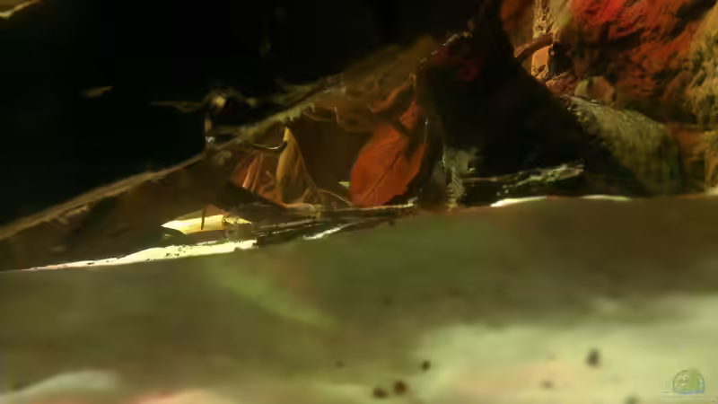 Dekoration im Aquarium Gesellschafftsbecken Südamerika(nur noch als Bsp.) von Biffty (55)