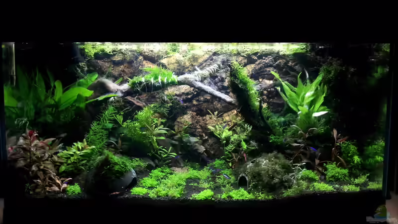 Dekoration im Aquarium Gesellschaftsaquarium von Todi123 (2)