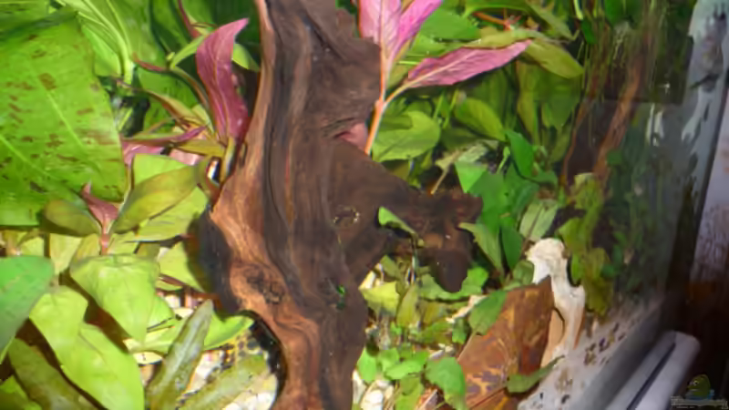 Dekoration im Aquarium Gesellschaftsbecken Amazonas/Kongo von Hot Chili (10)