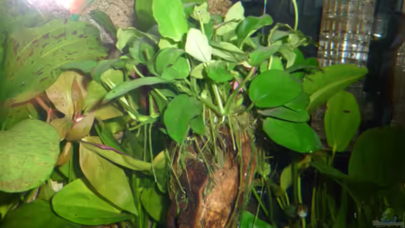 Dekoration im Aquarium Gesellschaftsbecken Amazonas/Kongo von Hot Chili (11)