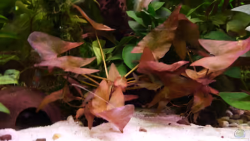 Dekoration im Aquarium Gesellschaftsbecken Amazonas/Kongo von Hot Chili (7)