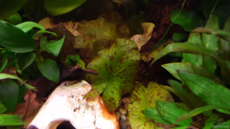 Dekoration im Aquarium Gesellschaftsbecken Amazonas/Kongo von Hot Chili (8)