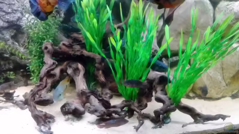 Dekoration im Aquarium Gesellschaftsbecken Süd-Mittelamerika von Christian Fries (7)