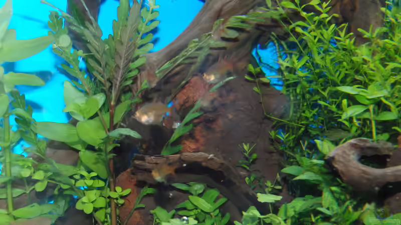 Dekoration im Aquarium Gesellschaftsbecken von Bestandteil (46)