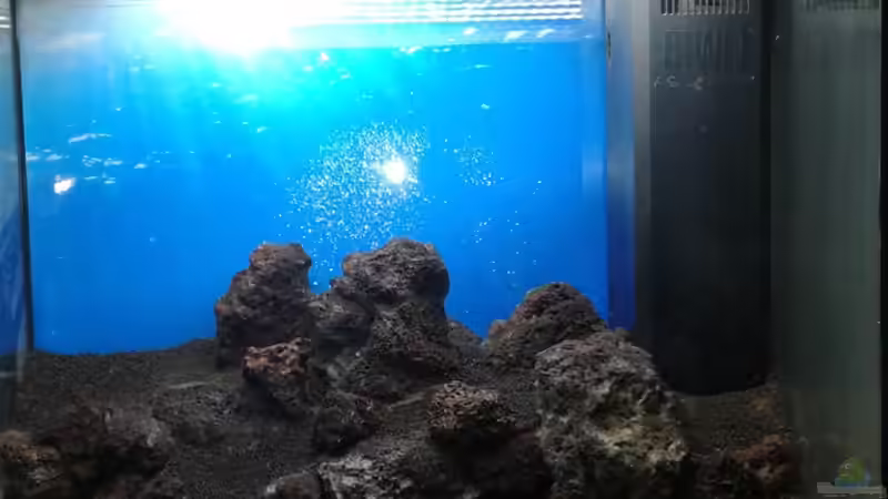 Dekoration im Aquarium Gesellschaftsbecken von Bestandteil (47)