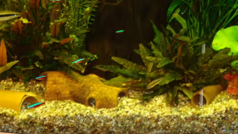 Dekoration im Aquarium Gesellschaftsbecken von christian (6)