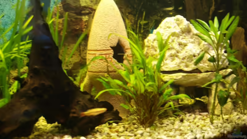 Dekoration im Aquarium Gesellschaftsbecken von Dead (6)