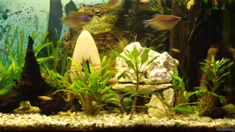 Dekoration im Aquarium Gesellschaftsbecken von Dead (7)