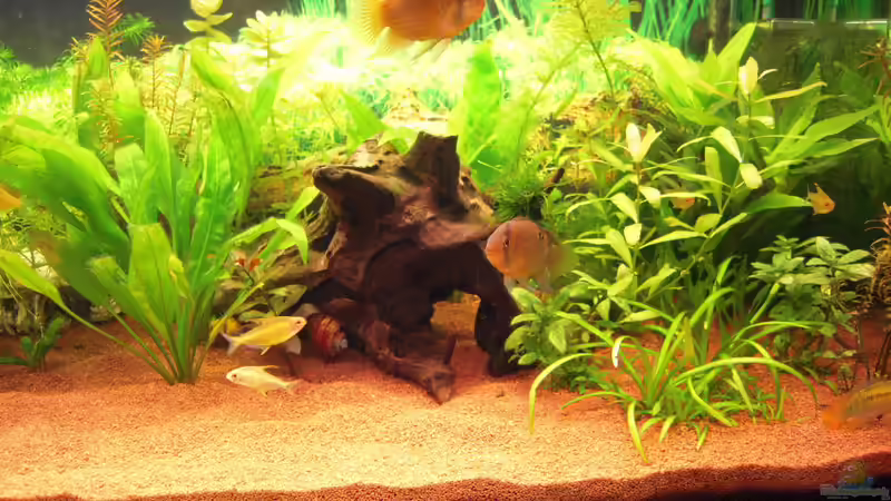 Dekoration im Aquarium Gesellschaftsbecken von Garneli (4)