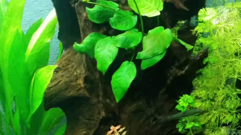 Dekoration im Aquarium Gesellschaftsbecken von Julian Stoll (5)