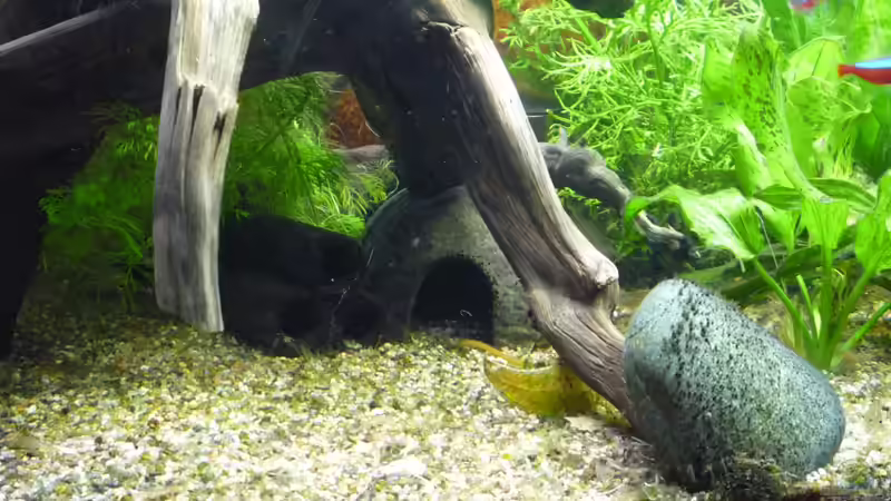 Dekoration im Aquarium Gesellschaftsbecken von Ralf Kottmeier (29)