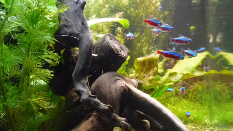 Dekoration im Aquarium Gesellschaftsbecken von Ralf Kottmeier (31)